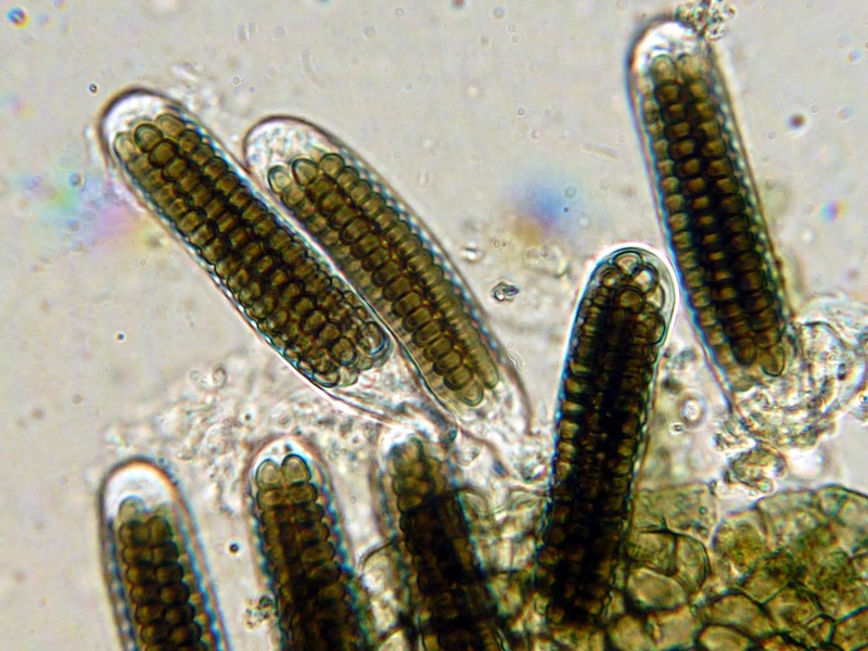 Представитель Семейства Sporormiaceae
